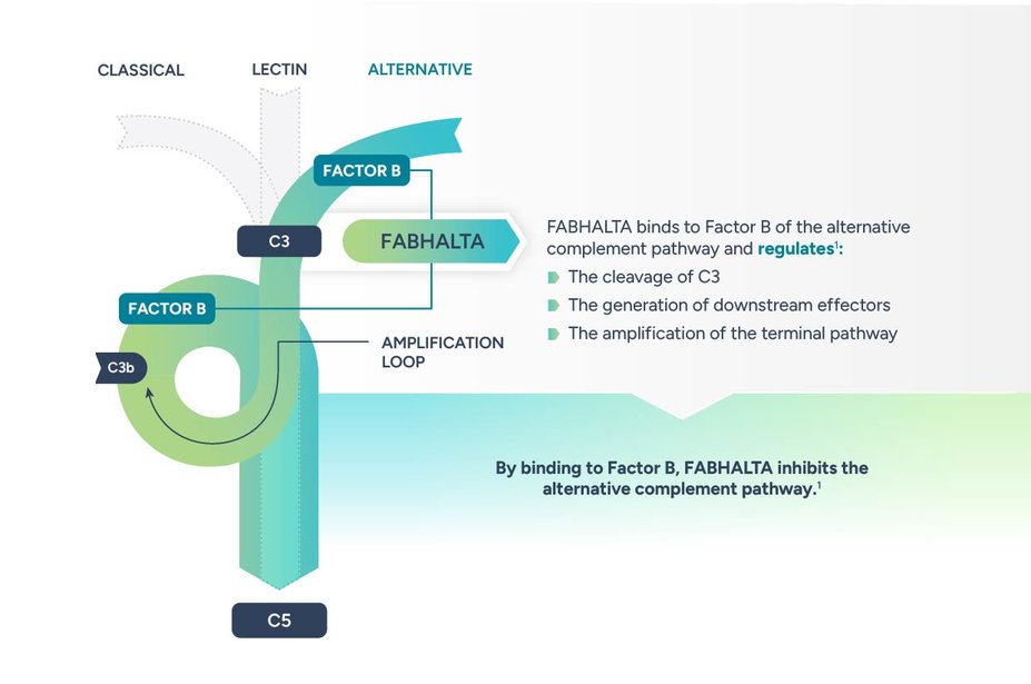 Image showing the mechanism of action of FABHALTA® (iptacopan). FABHALTA binds to Factor B of the alternative complement pathway and regulates the cleavage of C3, the generation of downstream effectors, and the amplification of the terminal pathway. By binding to Factor B, FABHALTA inhibits the alternative complement pathway.