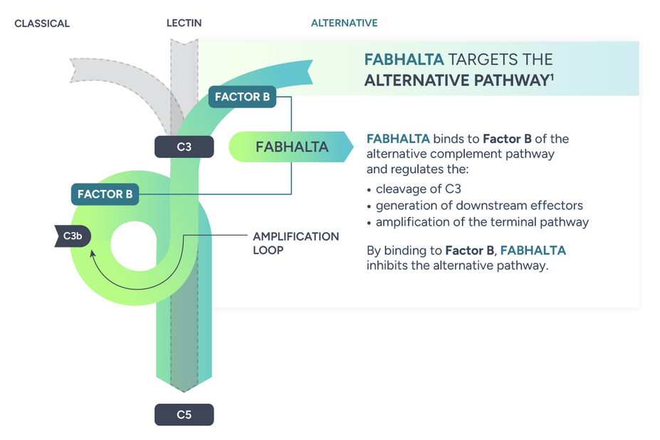 Image showing the mechanism of action of FABHALTA® (iptacopan). FABHALTA targets the alternative pathway. FABHALTA binds to Factor B of the alternative complement pathway and regulates the cleavage of C3, generation of downstream effectors, and the amplification of the terminal pathway. By binding to Factor B, FABHALTA inhibits the alternative pathway.