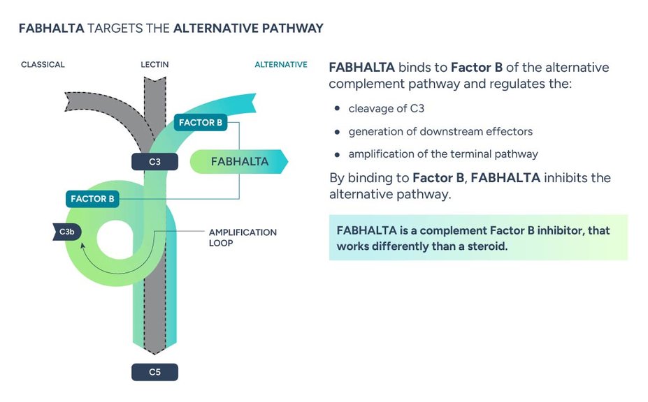 Image showing the mechanism of action of Fabhalta® (iptacopan). Fabhalta targets the alternative pathway. Fabhalta binds to Factor B of the alternative complement pathway and regulates the cleavage of C3, generation of downstream effectors, and the amplification of the terminal pathway. By binding to Factor B, Fabhalta inhibits the alternative pathway. Fabhalta is a complement Factor B inhibitor, that works differently than a steroid.