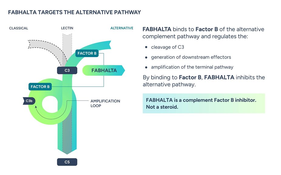 Image showing the mechanism of action of Fabhalta® (iptacopan). Fabhalta targets the alternative pathway. Fabhalta binds to Factor B of the alternative complement pathway and regulates the cleavage of C3, generation of downstream effectors, and the amplification of the terminal pathway. By binding to Factor B, Fabhalta inhibits the alternative pathway. Fabhalta is a complement Factor B inhibitor. Not a steroid.